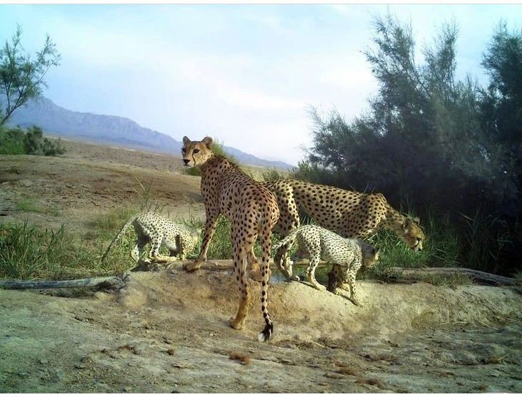 Cheetah family Turan